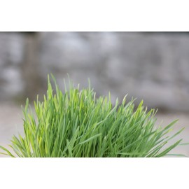 Plateau d'Herbe pour Lapins et Rongeurs_ 100g